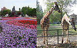 Image: Shanghai Botanical Garden and Shanghai Zoo (8 hours)