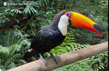 toucan