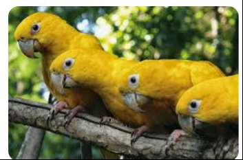 yellow parrots