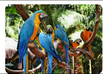 ara parrots 2